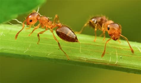 很多小螞蟻